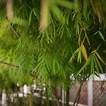 Courtyard Homestay
